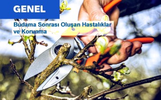Budama Sonrası Oluşan Hastalıklar ve Korunma Yöntemleri
